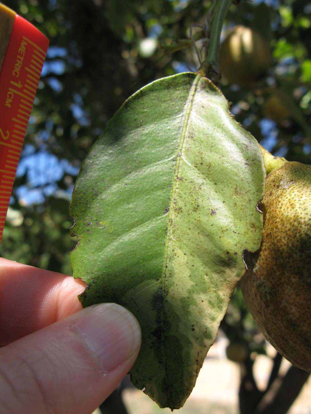            Unifoliolate leaf (Pink Variegated, Winter Haven, FL)   